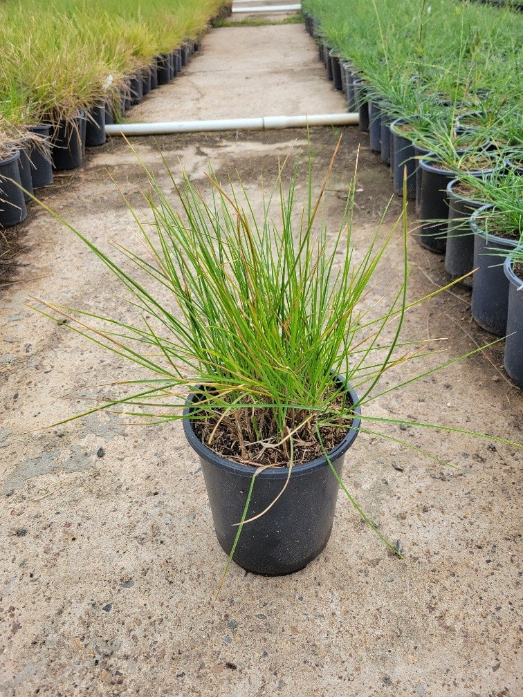 Photo for Sesleria ‘Greenlee' (John Greenlee's Moor Grass)