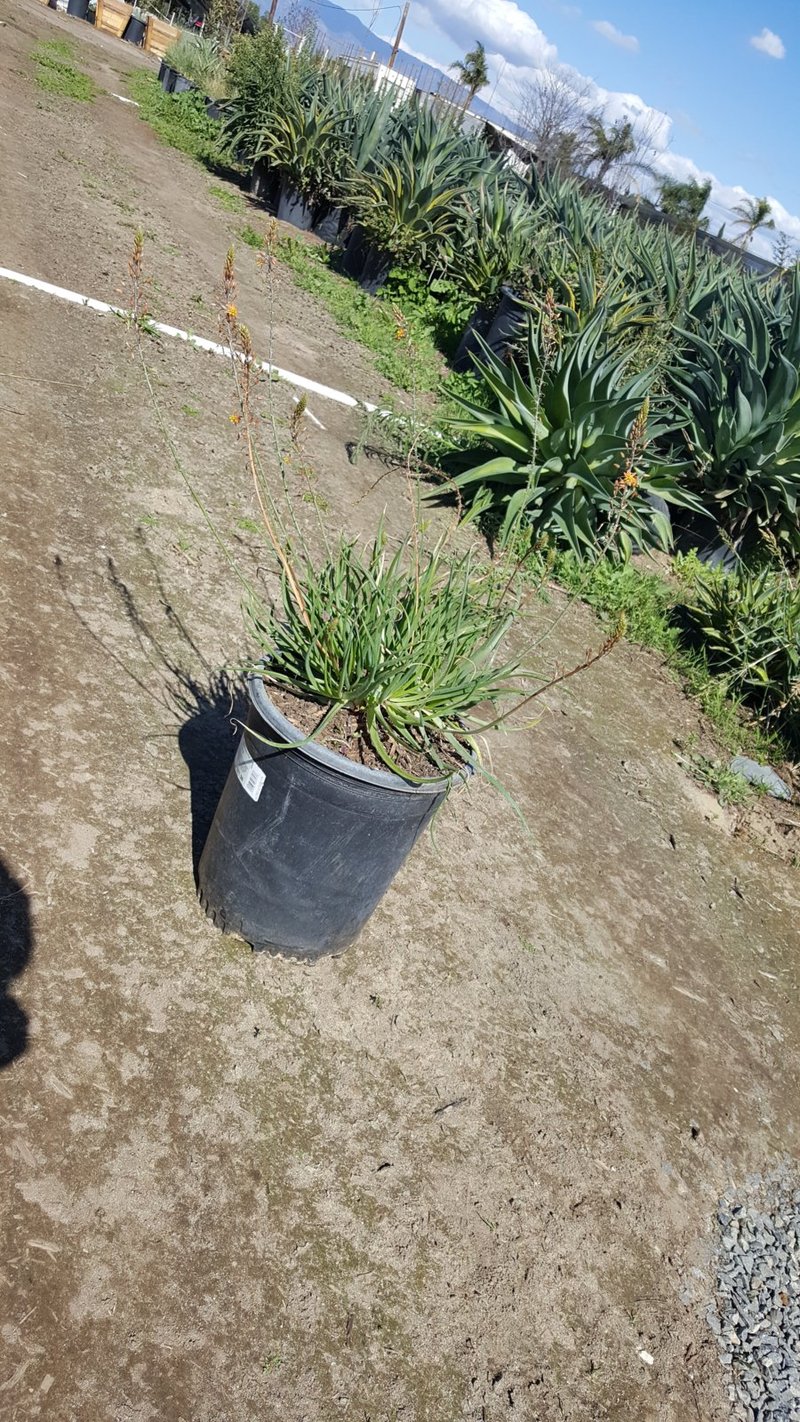 Photo for Bulbine frutescens 'Tiny Tangerine' (Tangerine Stalked Bulbine)