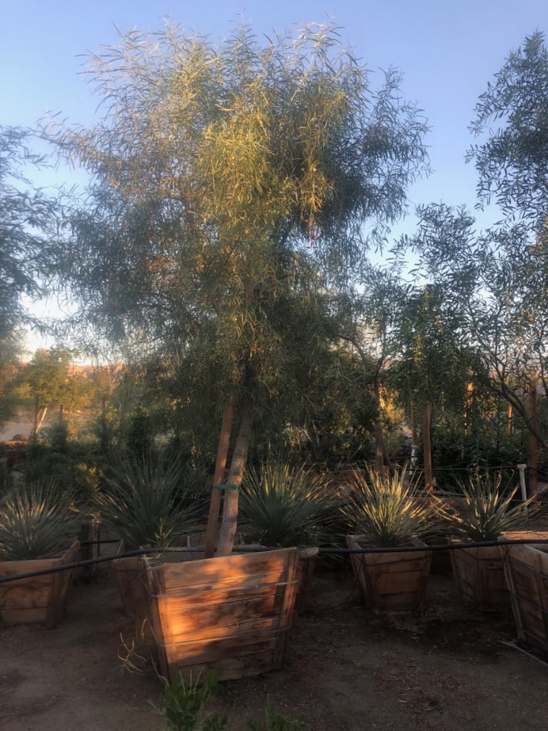 Photo for Acacia salicina (Willow Acacia)