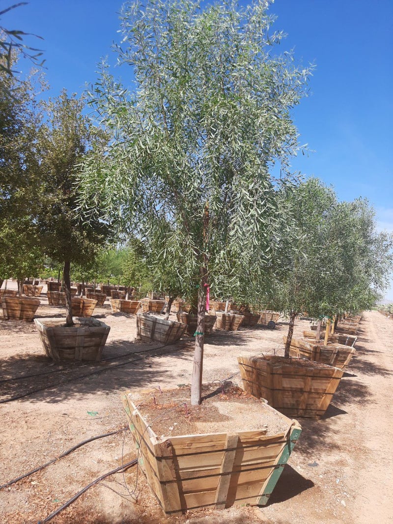 Photo for Acacia salicina (Standard) (Willow Acacia)