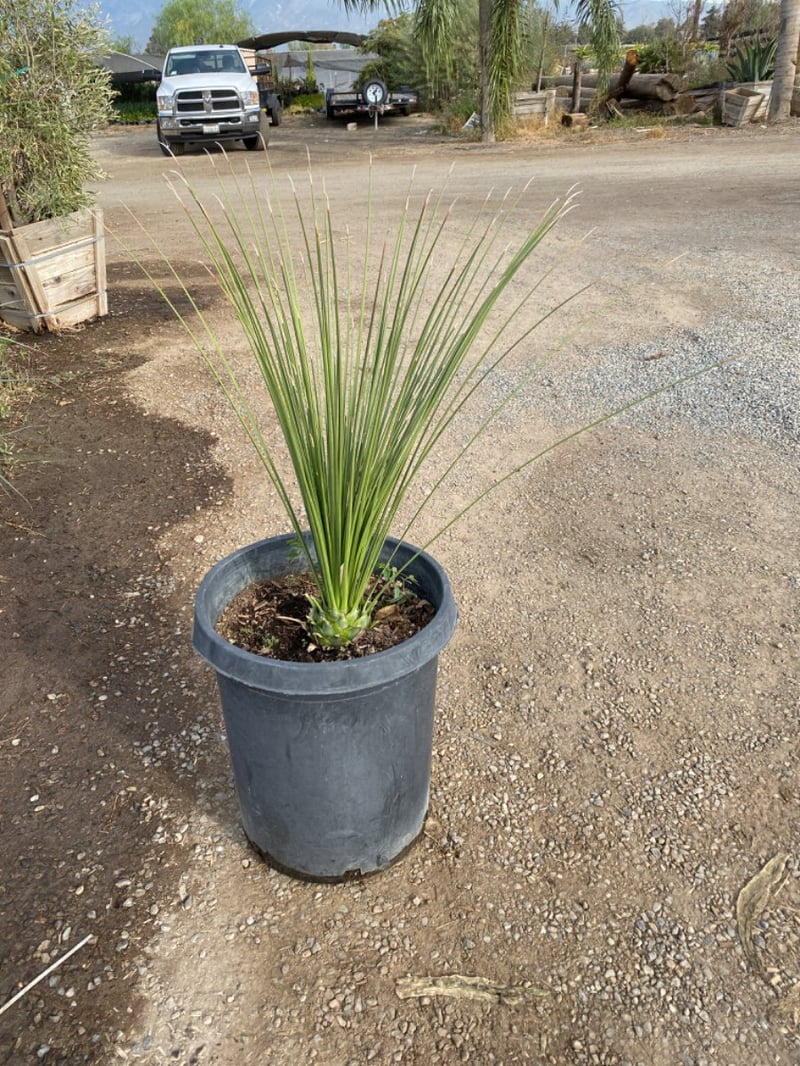 Photo for Dasylirion longissimum (Mexican Grass Tree)