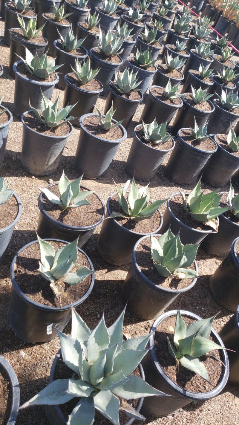 Photo for Agave parryi (Parry's Agave)