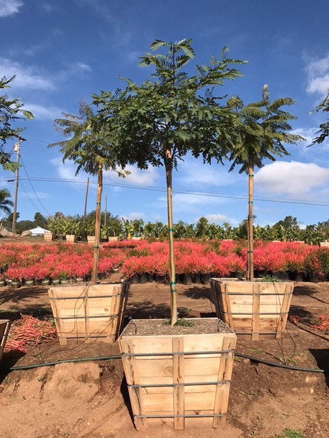 Photo for Tipuana tipu (Tipu Tree)