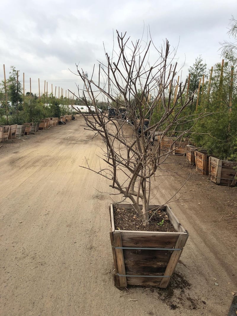 Photo for Vitex agnus-castus (Chaste Tree)