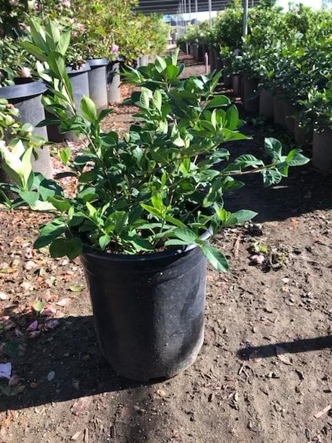 Photo for Gardenia jasminoides 'Veitchii' (Everblooming Gardenia)
