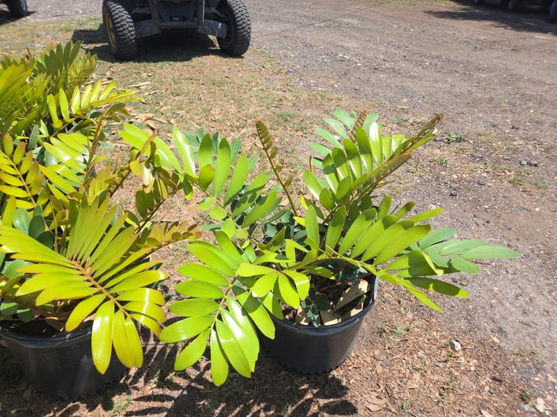Photo for Zamia integrifolia (Coontie Palm)