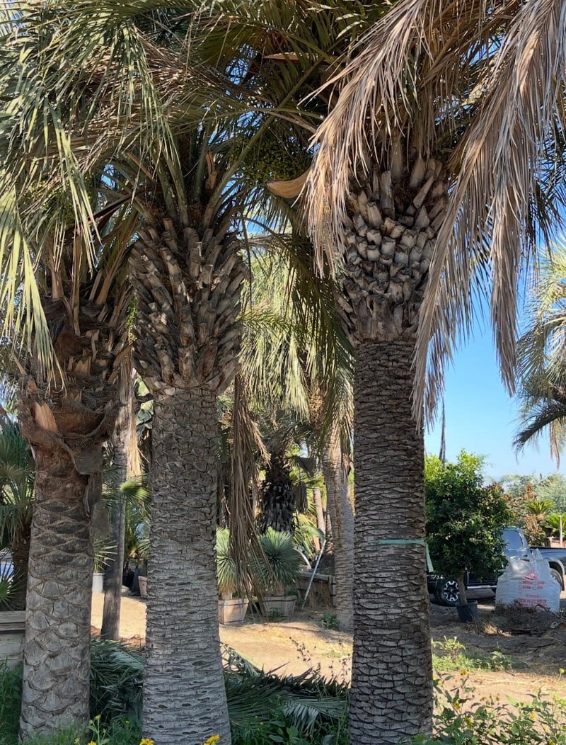Photo for Butia odorata (Jelly Palm, Pindo Palm)