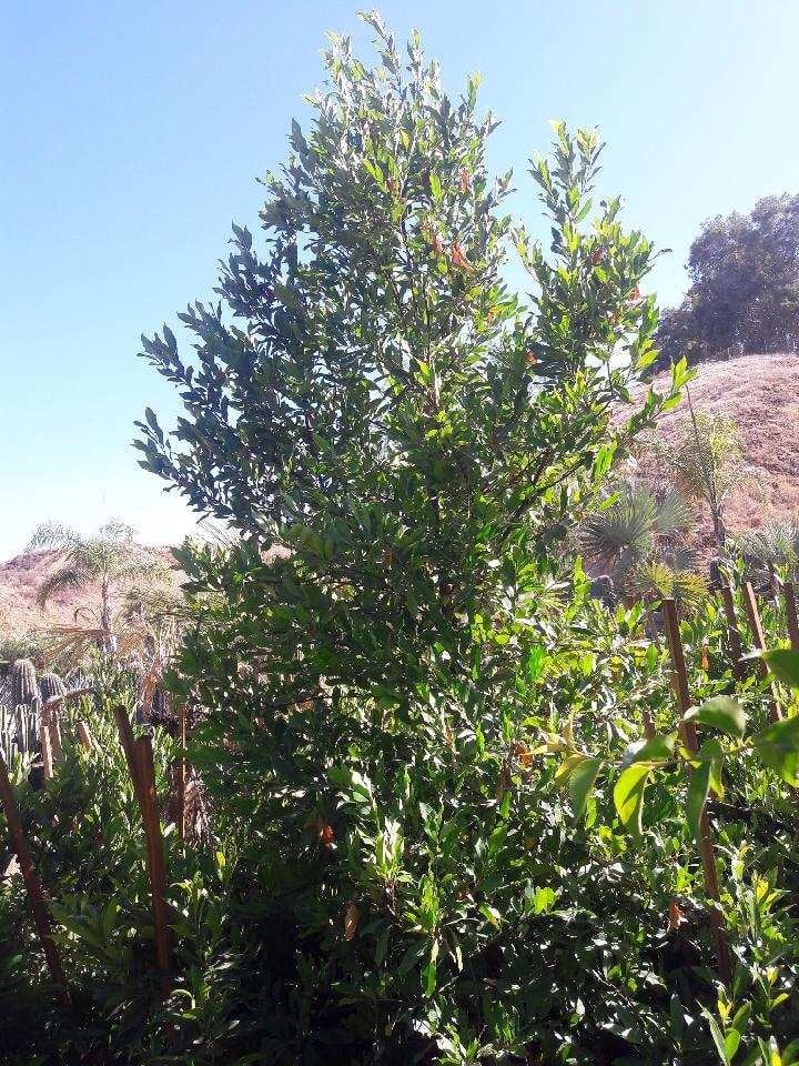 Photo for Prunus caroliniana (Carolina Cherry Laurel)