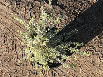 Photo for Westringia fruticosa 'Morning Light' (Morning Light Coast Rosemary)