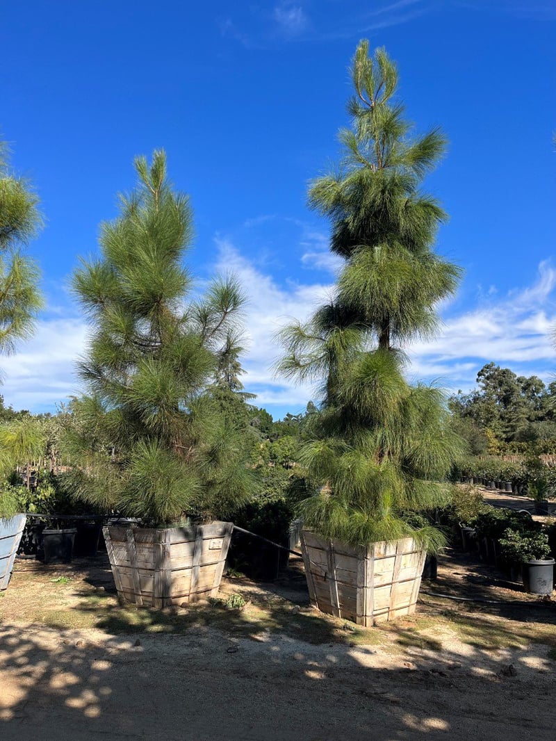 Photo for Pinus canariensis (Standard) (Canary Island Pine)