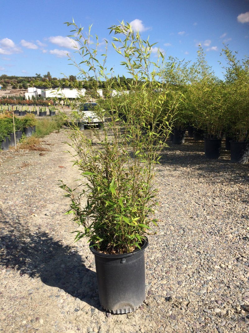 Photo for Phyllostachys nigra (Black Bamboo)