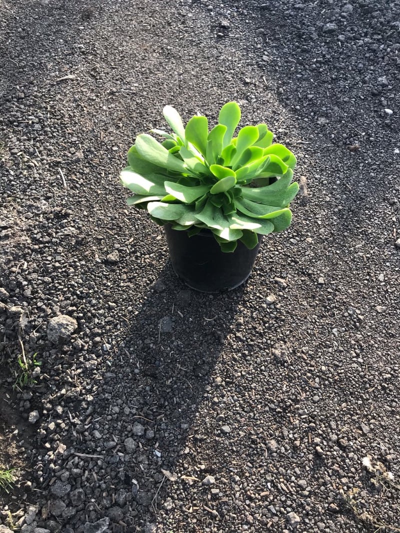 Photo for Aeonium canariense (Giant Velvet Rose)