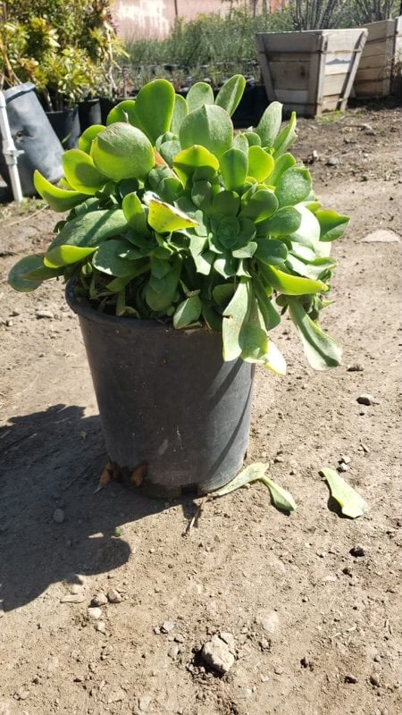 Photo for Aeonium 'Pseudotabuliforme' (Green Platters)