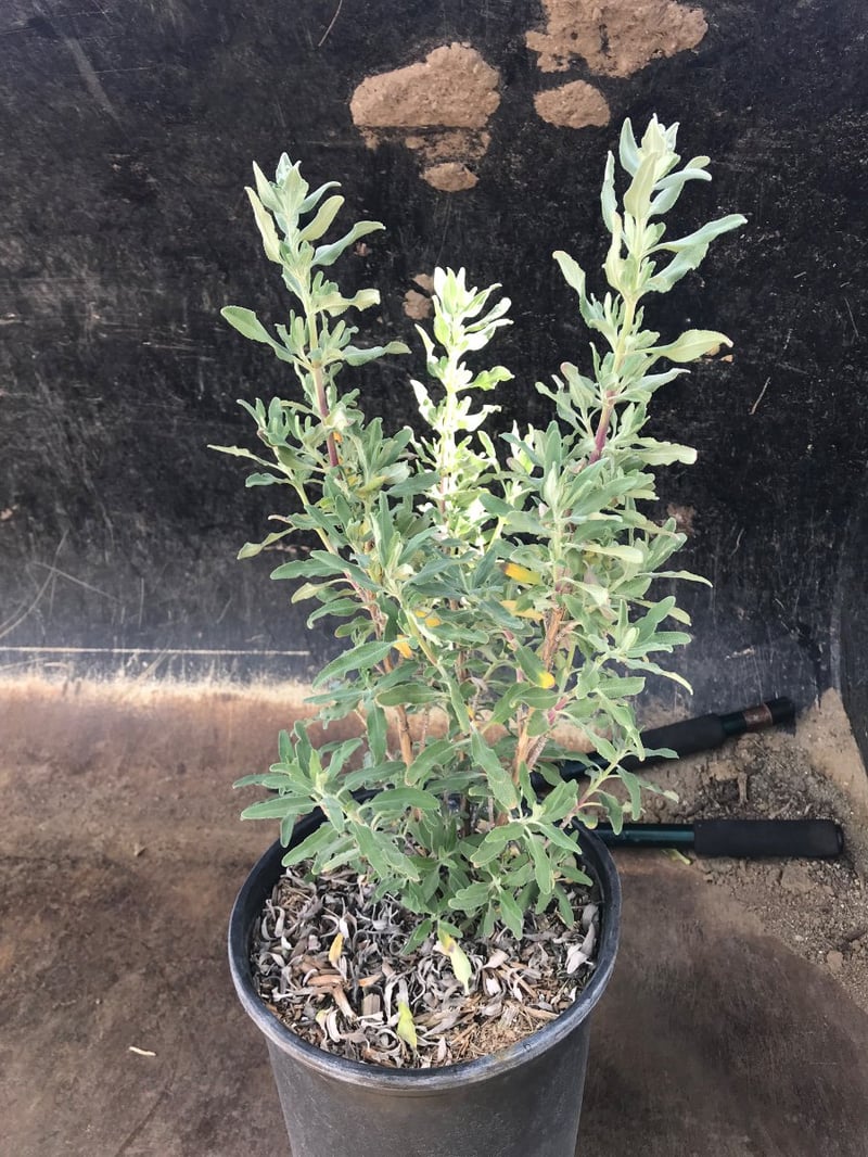 Photo for Salvia 'Allen Chickering' (Allen Chickering Sage)