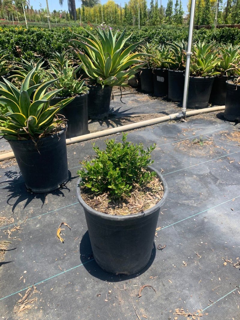 Photo for Ilex vomitoria 'Nana' (Dwarf Yaupon Holly)
