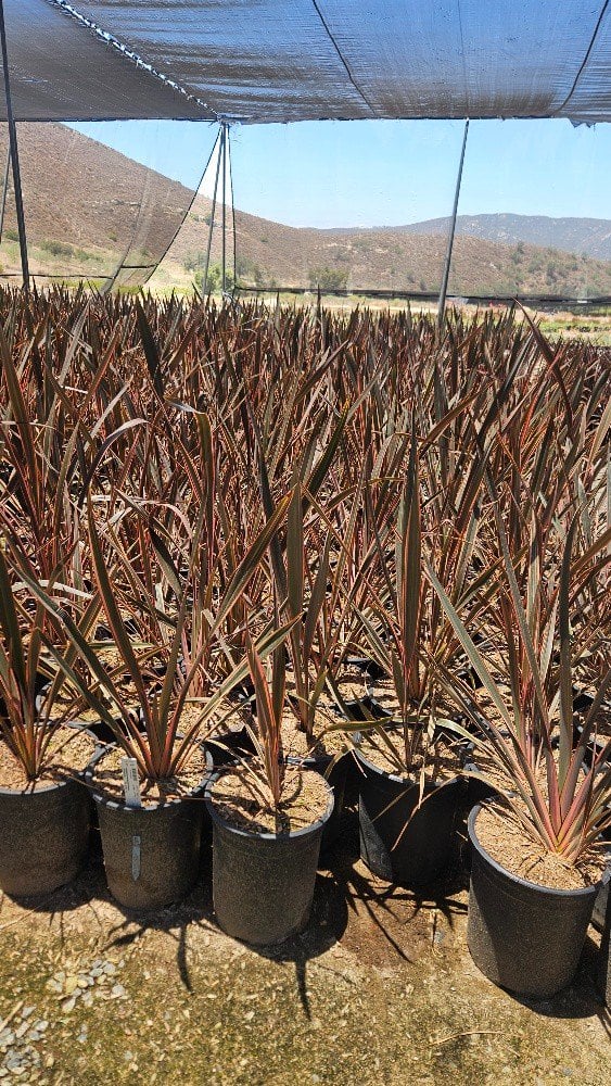 Photo for Phormium 'Maori Maiden' ('Rainbow Maiden') (Rainbow Queen New Zealand Flax)