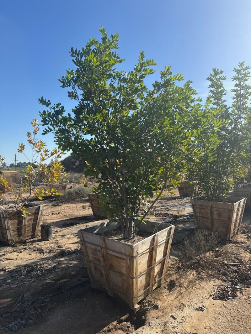 Photo for Cupaniopsis anacardioides (Multi) (Carrotwood)