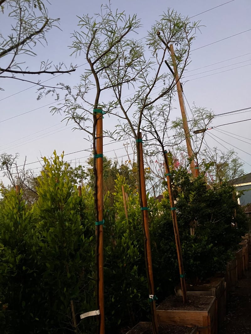 Photo for Prosopis chilensis (Thornless Chilean Mesquite)