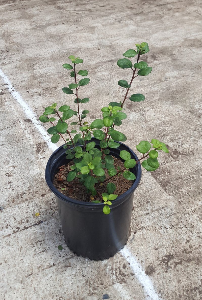Photo for Ribes viburnifolium 'Spooner's Mesa' (San Diego Evergreen Currant)