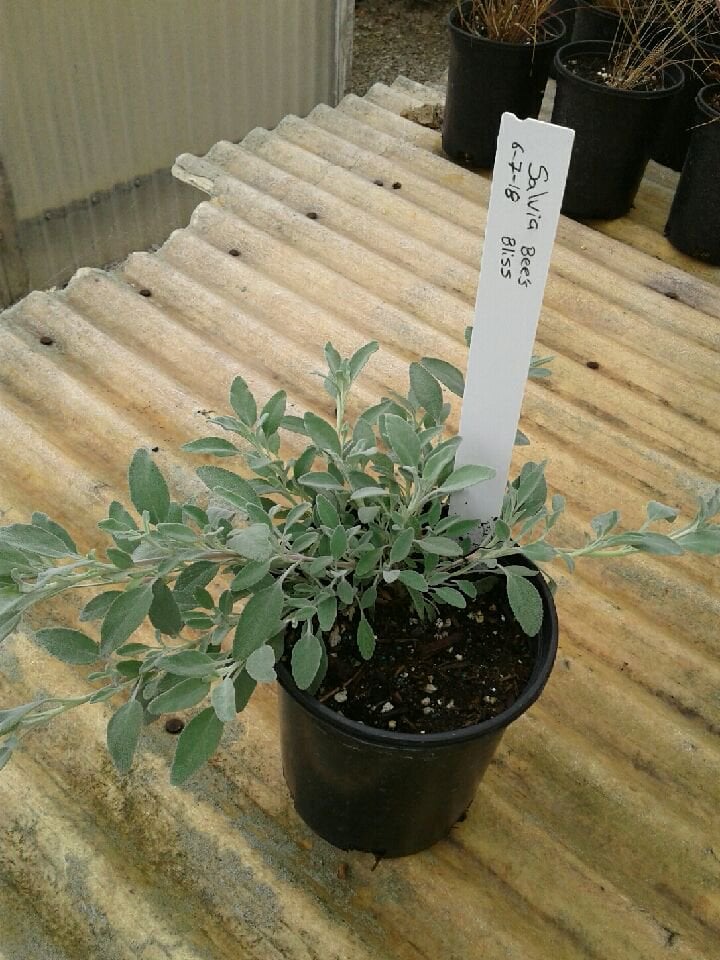 Photo for Salvia 'Bee's Bliss' (Creeping Sage, Bee's Bliss Sage)
