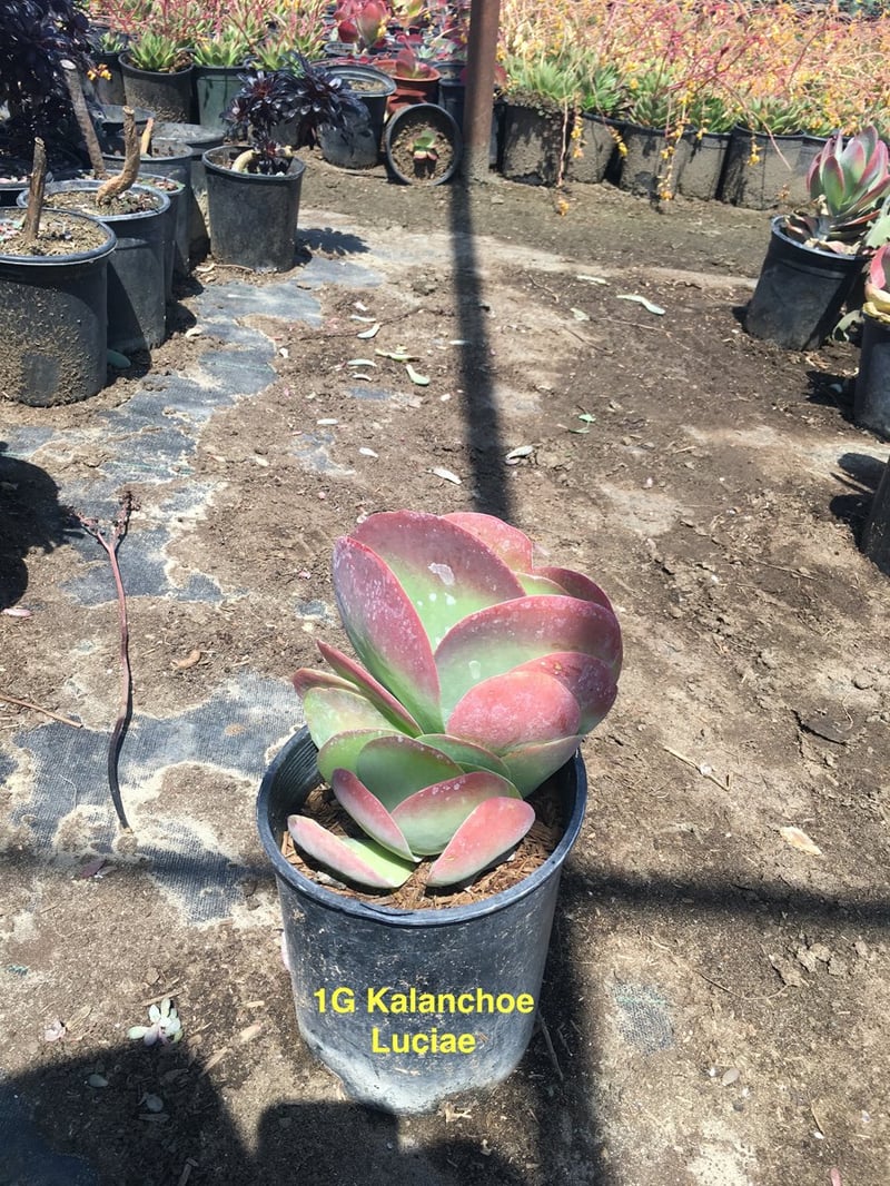 Photo for Kalanchoe luciae (Paddle Plant)