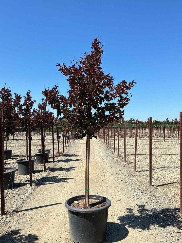 Photo for Lagerstroemia indica 'Dynamite' (Standard) (Dynamite Crape Myrtle)