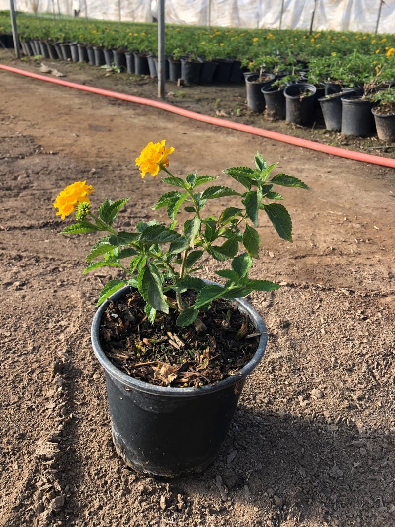 Photo for Lantana camara ‘Gold Mound’ (Gold Mound Lantana)