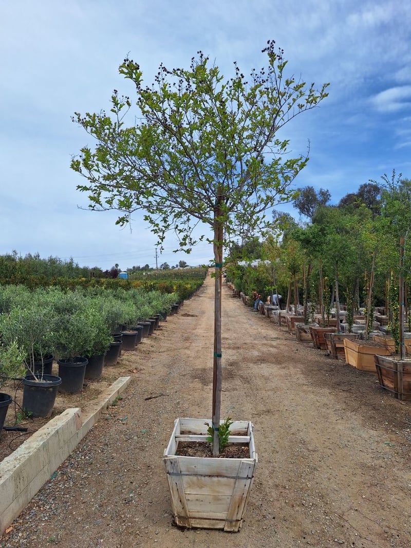 Photo for Lagerstroemia indica (Standard) (Crape Myrtle)