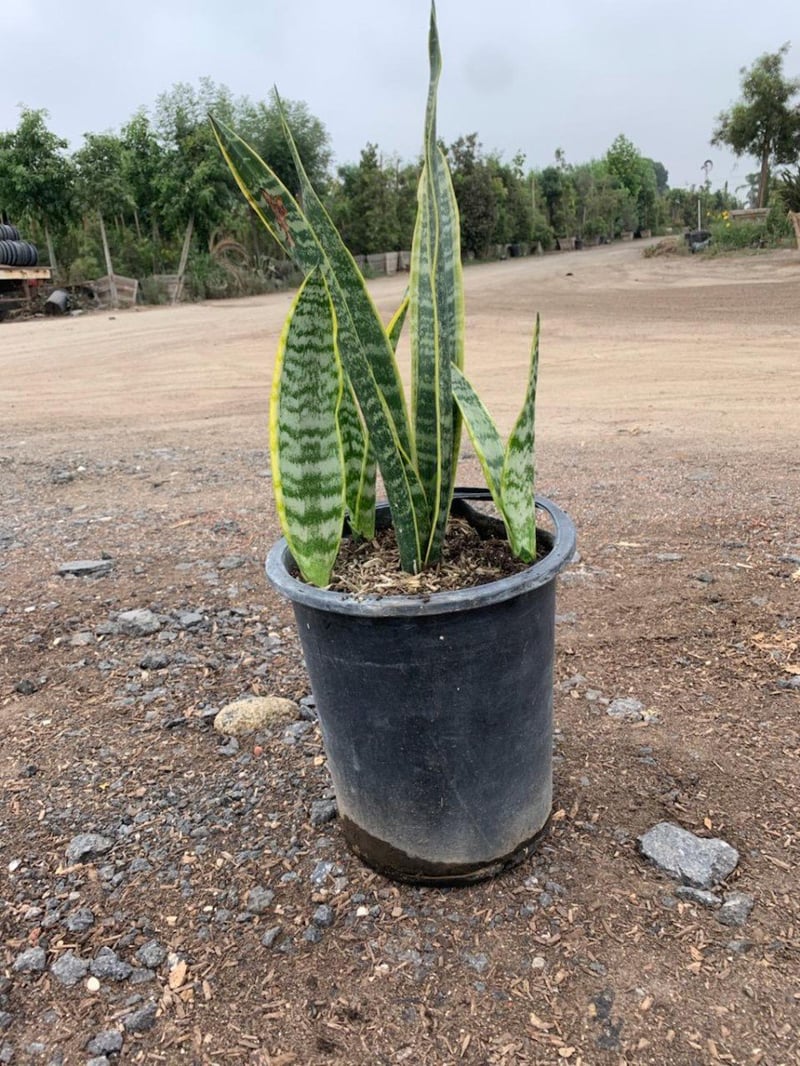 Photo for Sansevieria trifasciata 'Laurentii' (Striped Mother-in-law's Tongue)
