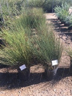 Photo for Chondropetalum tectorum (Small Cape Rush)