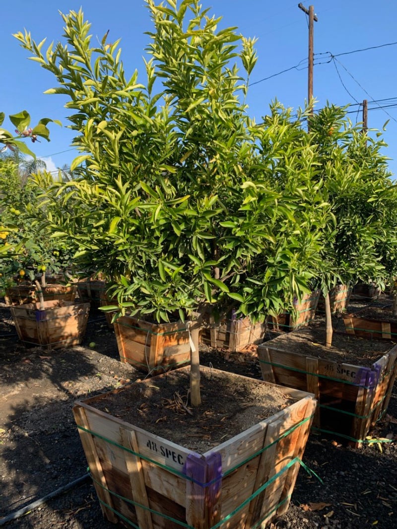 Photo for Citrus reticulata 'Cutie' (Cutie Easy Peel Mandarin)