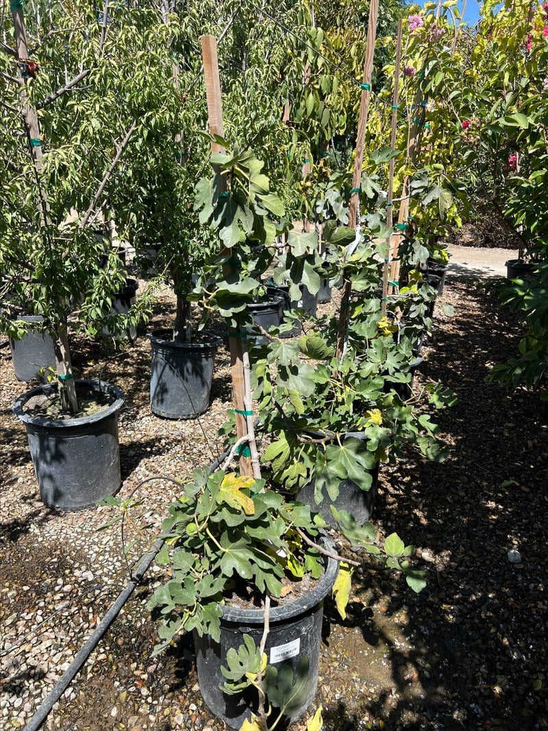 Photo for Ficus carica 'Brown Turkey' (Brown Turkey Fig)