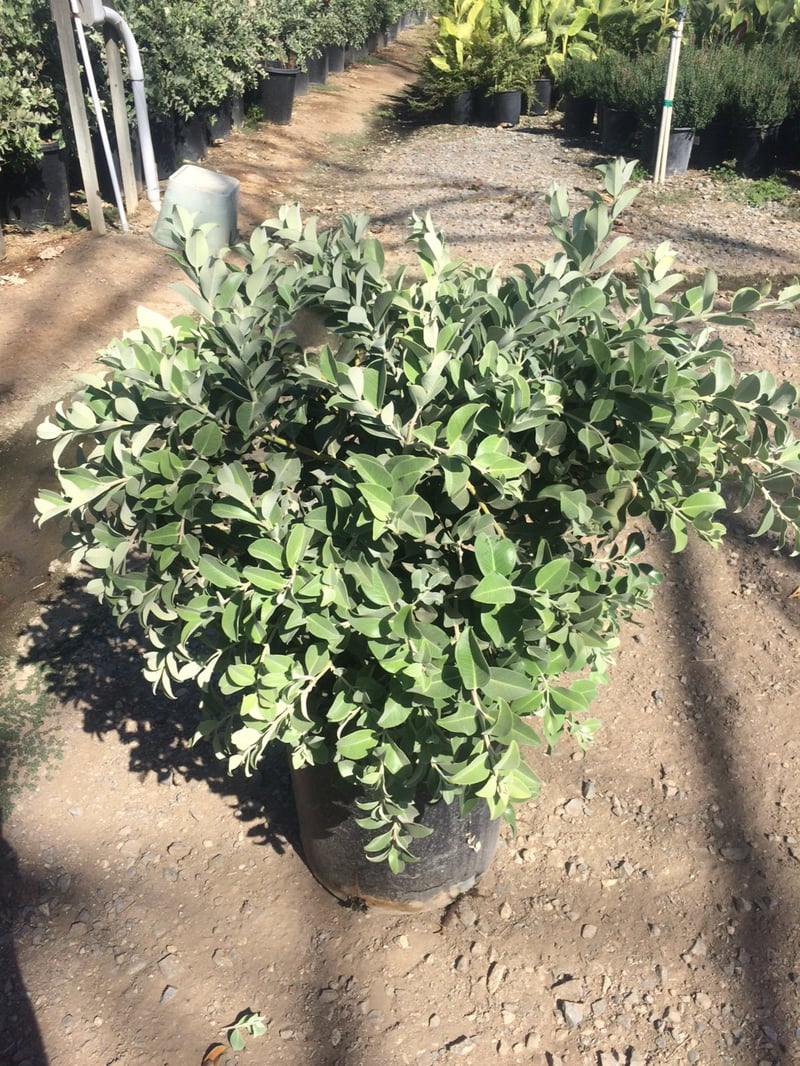 Photo for Metrosideros collina 'Springfire' ('ohi'a lehua)