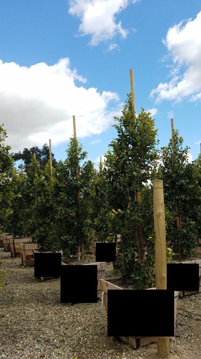 Photo for Ficus microcarpa nitida 'Green Gem' (Column) (Green Gem Fig)