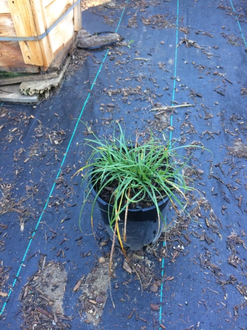Photo for Carex tumulicola (Foothill Sedge)