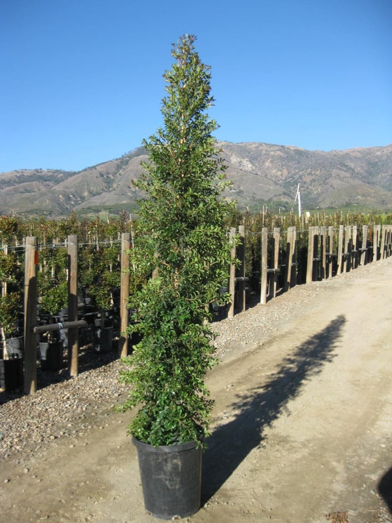 Photo for Eugenia myrtifolia (Brush Cherry)
