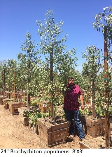 Photo for Brachychiton populneus (Bottle Tree)