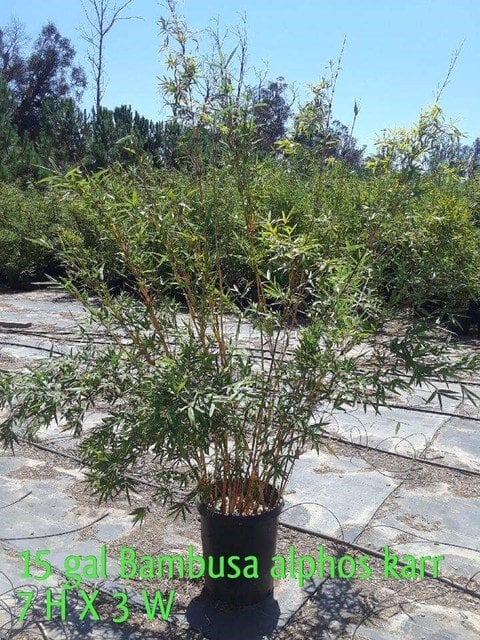 Photo for Bambusa multiplex 'Alphonse Karr' (Alphonse Karr Bamboo)