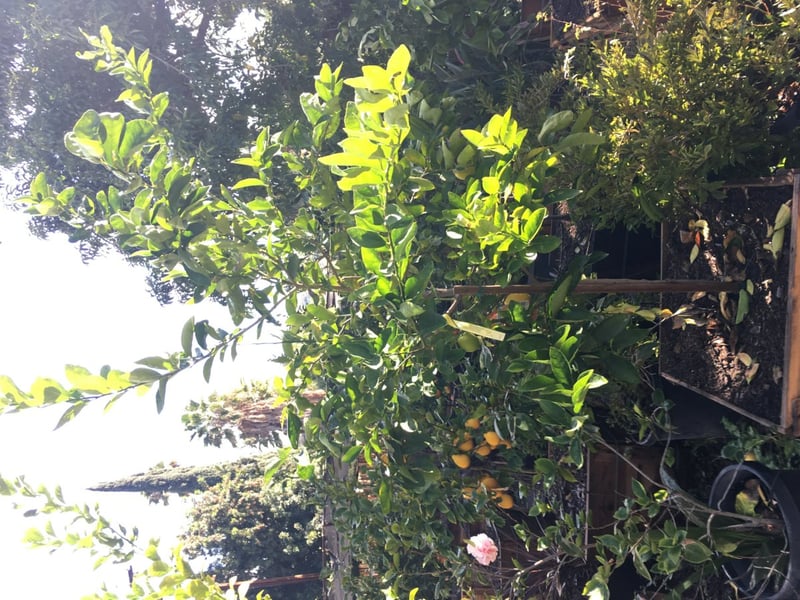 Photo for Citrus Lime 'Bearrs' (Bearrs Lime Tree)