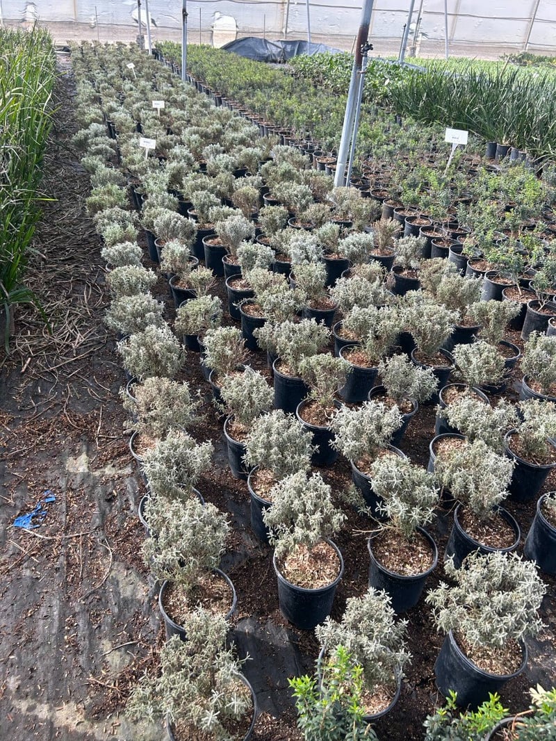 Photo for Santolina chamaecyparissus (S. incana) (Lavender Cotton)