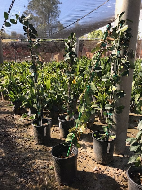Photo for Stephanotis floribunda (Staked) (Madagascar Jasmine)