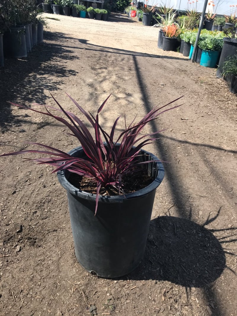 Photo for Cordyline 'Electric Pink' (Pink variegated Dracaena)