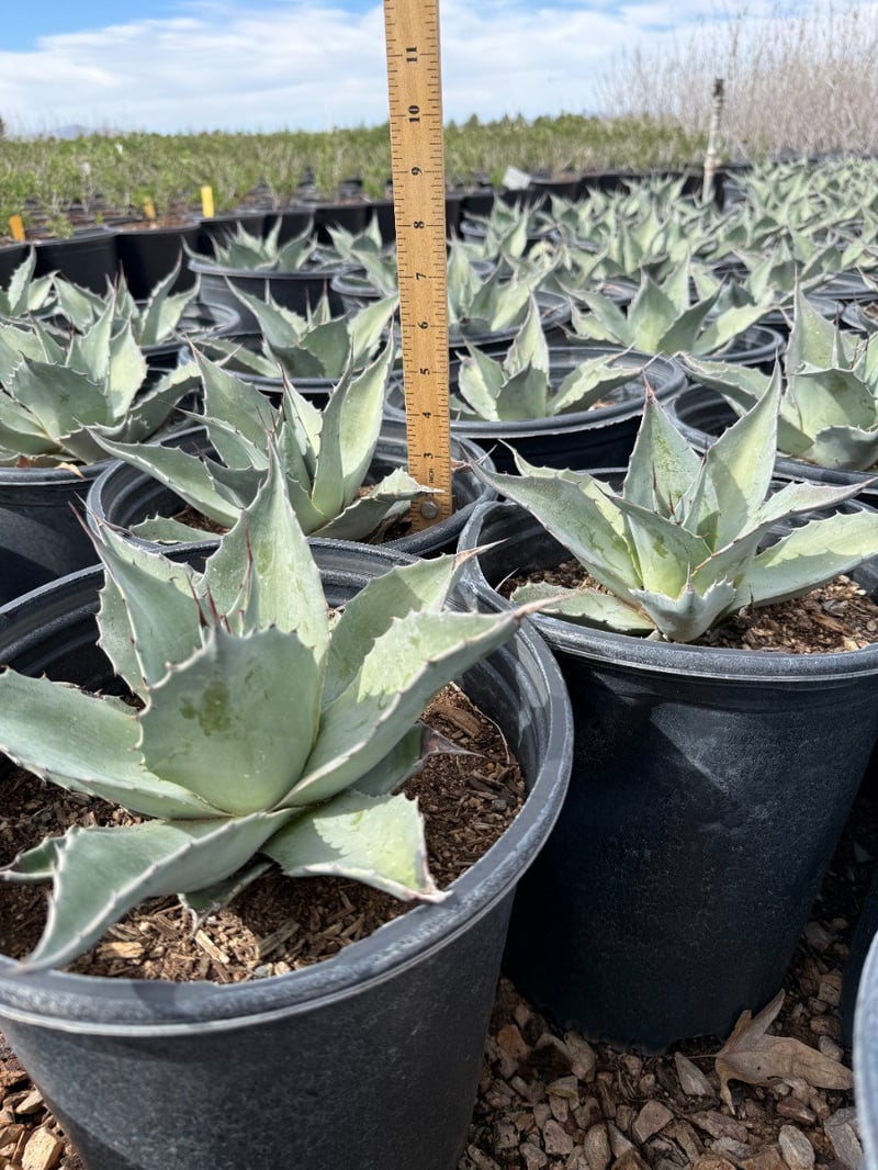Photo for Agave ovatifolia 'Frosty Blue' (Frosty Blue Whale's Tongue Agave)