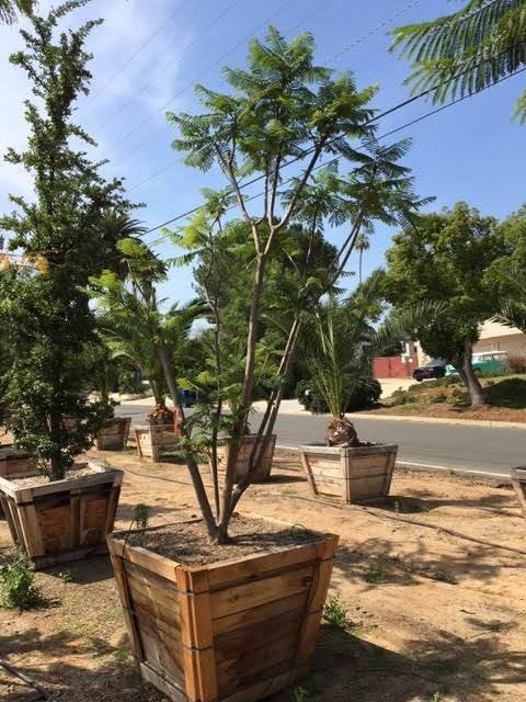 Photo for Jacaranda mimosifolia (Multi) (Jacaranda)