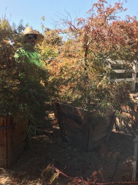 Photo for Acer palmatum 'Burgundy Lace' (Burgundy Lace Japanese Maple)