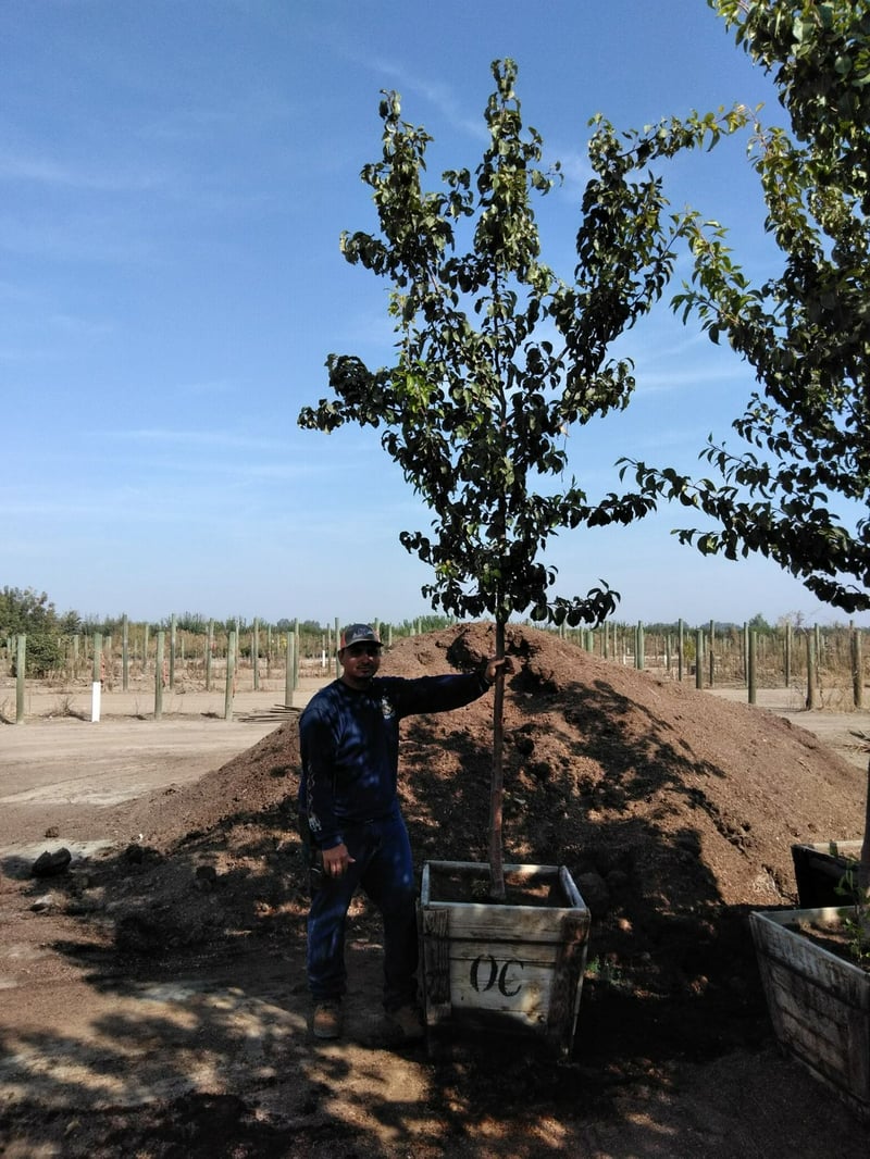 Photo for Pyrus kawakamii (Evergreen Pear)