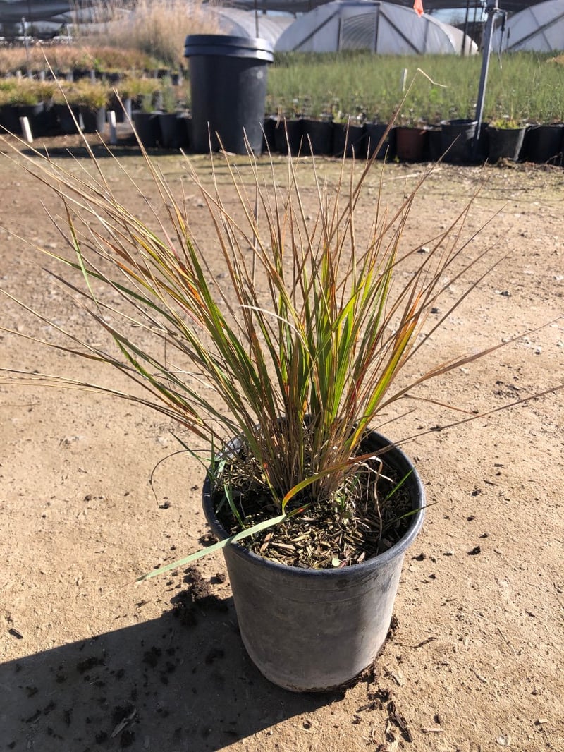 Photo for Calamagrostis × acutiflora 'Karl Foerster' (Karl Foerster Feather Reed Grass)