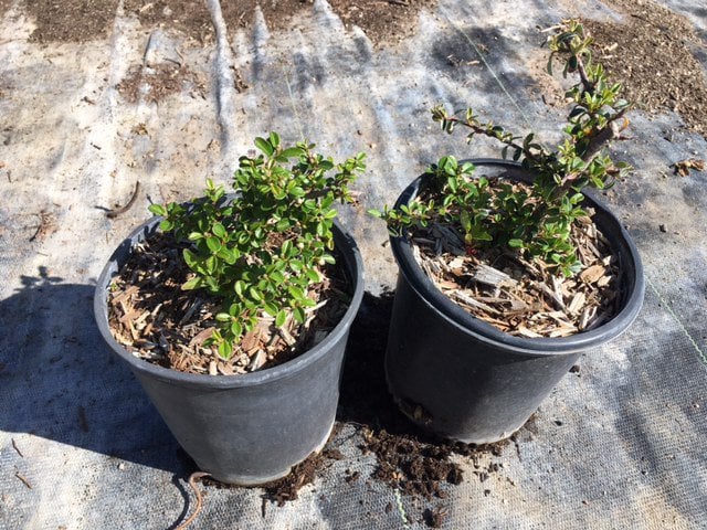 Photo for Cotoneaster dammeri 'Lowfast' (Lowfast Bearberry Cotoneaster)