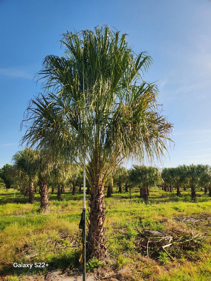 Photo for Livistona decora (Ribbon Palm)