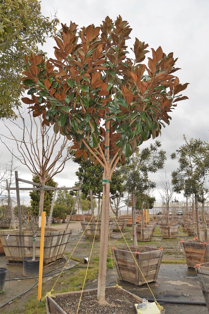 Photo for Magnolia grandiflora 'D.D. Blanchard' (D.D. Blanchard Southern Magnolia)